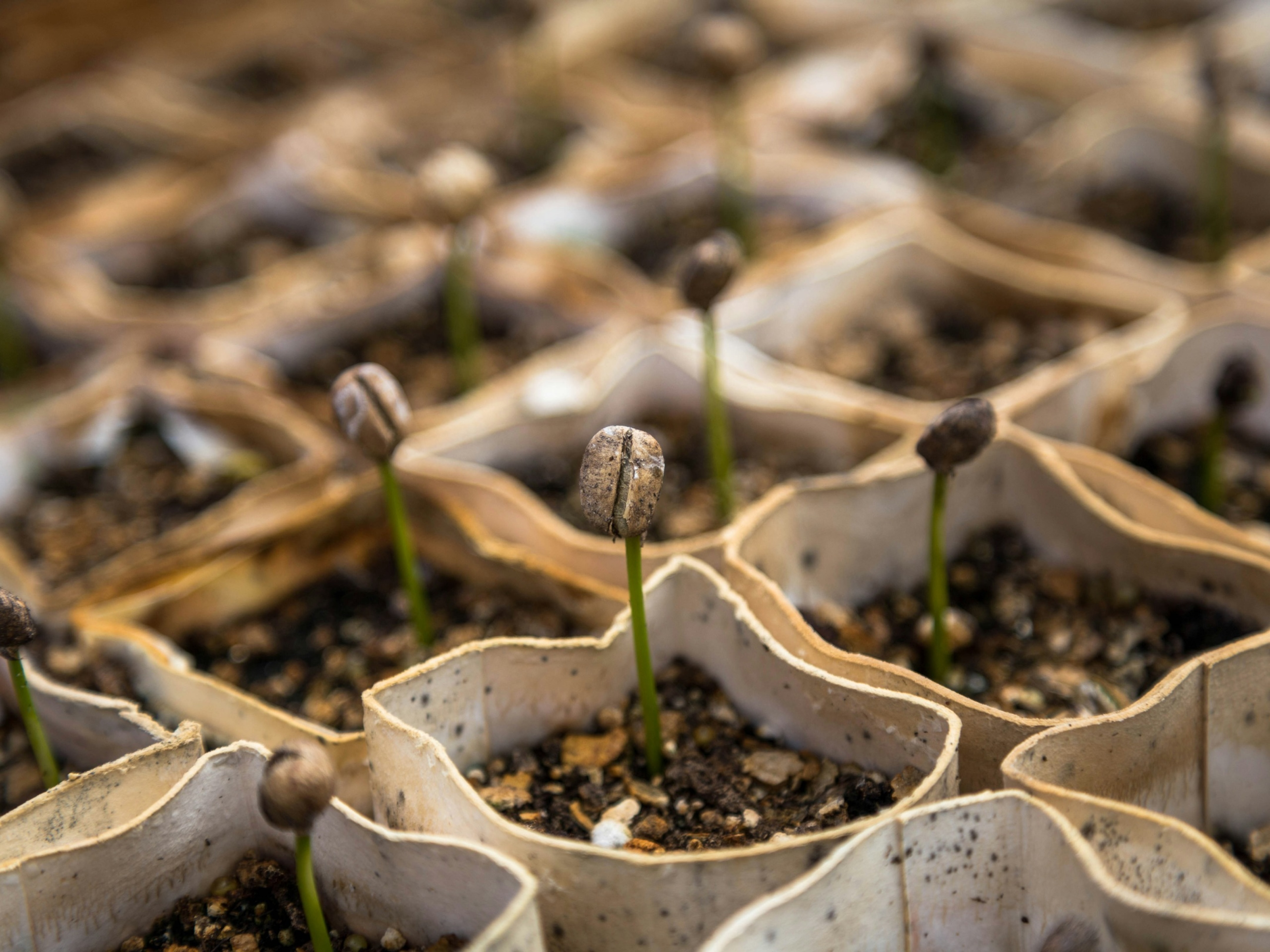 Seedbed of new sprouting plants